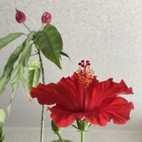 ハイビスカス,パボニア・インテルメディア,国・重要文化財,花のある暮らし,我が家の室内組の画像