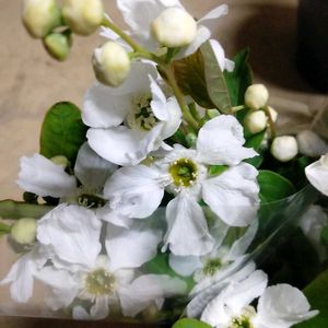 庭木,山野草,収穫,生け花,道の駅の画像