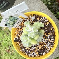 モシニアナム,多肉植物,セダム属,ガーデニングの画像