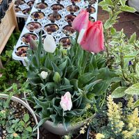 チューリップ,ガーデニング,掘り上げた球根からの画像