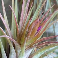 イオナンタ,シルシナータ,エアプランツ,かわいい♡,GSのみなさんに感謝♡の画像