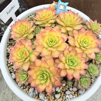 センペルビウム,センペルビウム　ゴールドナゲット,多肉植物,ガーデニングの画像