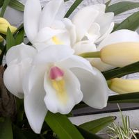 シンビジウム,祈る震災復興,洋ラン,花のある暮らし,緑のある暮らしの画像