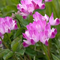 レンゲソウ,ムラサキサギゴケ,仏の座(ホトケノザ),紫鷺苔(ムラサキサギゴケ),ナズナ ぺんぺん草の画像