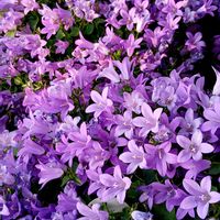 ベルフラワー,紫の花,癒し,可愛い花,元気が出る花の画像