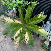 ソテツ,蘇鉄,蘇鐵,蘇鐵,侘び寂び の画像