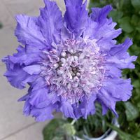 スカビオサ,スカビオサ・コーカシカ ファーマ,花のある暮らし,青い花マニア,おうち園芸の画像