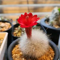 サボテン,月宮殿,月宮殿,サボテンの花,トゲトゲの画像