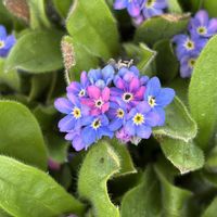ガザニア,ワスレナグサ,花のある暮らし,こぼれ種っ子,かわゆいの画像