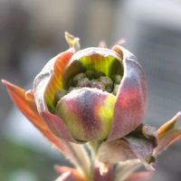 アルメリア,チェリーセージ,ツルニチニチソウ,ハナミズキ,ペチコート水仙の画像