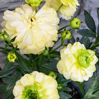 マイガーデニング,畑,庭の画像