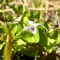 スミレ,ニョイスミレ,山野草,野草の画像