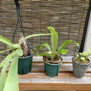 ビカクシダ,ビカクシダ,ビカクシダ・ビーチー,ビカクシダ・ビーチー,ヘリクリサム ライムミニの画像