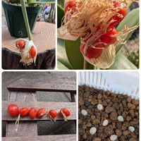 マユハケオモト,マユハケオモト(眉刷毛万年青),昨年種まきした先輩,薄っすら緑色の芽,マユハケオモト種から育てるの画像