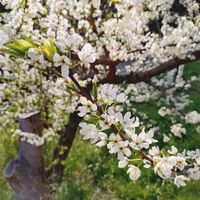 スモモ,公園,癒し,散策,花のある暮らしの画像