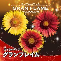 ガイラルディア,カネコ種苗株式会社,ガイラルディア グランフレイム,家庭菜園の画像