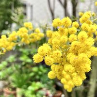 クリスマスローズ,パンジー・ビオラ,ミニバラ,サンカクバアカシア,サンカクバアカシアの画像