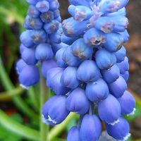 ハナニラ,スノーフレーク,チューリップ,ムスカリ,ラッパスイセンの画像