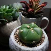 サボテン,多肉植物,葉っぱ,葉っぱ好き,春の植え替えの画像