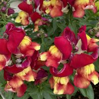 金魚草,きんぎょそう,鉢植え,可愛い,お花のある暮らしの画像