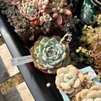 エケベリア,多肉植物,植物のある暮らし,タニラー,ジョルディ カワムラの画像