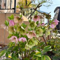 クリスマスローズ,クリスマスローズ,グレビレア,パンジー,ミモザの画像