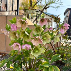 クリスマスローズ,クリスマスローズ,グレビレア,パンジー,ミモザの画像