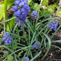 ムスカリ,地植え,可愛らしい,綺麗✨,チーム岐阜の画像