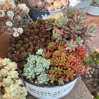 セダム,オーロラ,虹の玉,プロリフィカ,レッドベリーの画像