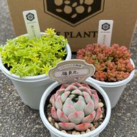 ホワイトストーン クロプ,斑入りミモザ,福良丸,多肉植物,多肉大好きの画像