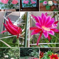 クジャクサボテンの画像