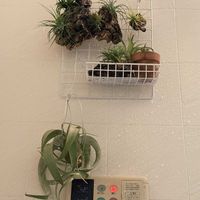 チランジア,イオナンタ,ハリシー,コットンキャンディー,イオナンタ バンハイニンギーの画像