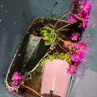 レウィシア,イワハナビ,スベリヒユ,多肉植物,観葉植物の画像