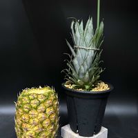 パイナップル,多肉植物,観葉植物,ブロメリア,珍奇植物の画像