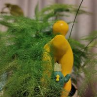 アスパラガス,アスパラガス,観葉植物,ｵｹﾂの日,こっそりにぃさんチキンの画像