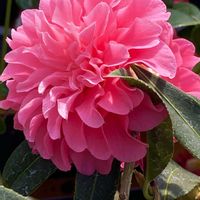 オーニソガラム,マリーゴールド,つばき,ブラクテアンサ,新津フラワーランドの画像