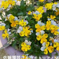 ネメシア,シモツケ ,ミニバラ　ホワイト,シモツケゴールドフレーム,シモツケゴールドフレームの画像