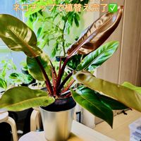 モンステラ,フィロデンドロン,斑入りモンステラ,森林浴,熱帯植物の画像