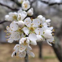 スモモ,GSに感謝。,植物観察,植物散策,茨城　県民の森の画像