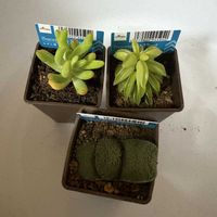 セダム,多肉植物,ダイソー,ガステリアの画像