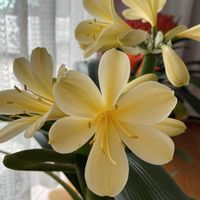 鉢植え,黄色の花,寒冷地,玄関アプローチ,玄関内側の画像