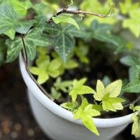 ティアレラ,ティアレラ,ヘデラ,ヒューケラ,ヒューケレラの画像