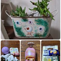 ハオルチア,多肉植物,リメ缶・リメ鉢,たにおたくらぶ,バラと夢CLUBの画像