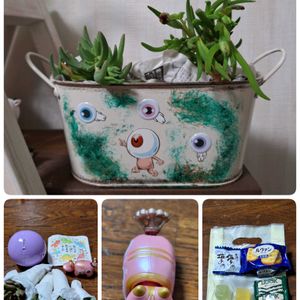 ハオルチア,多肉植物,リメ缶・リメ鉢,たにおたくらぶ,バラと夢CLUBの画像