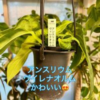 アンスリウム,森林浴,熱帯植物,癒しの空間,アンスリウム 原種の画像