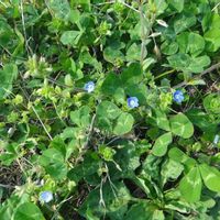 オオイヌノフグリ,シロツメクサ,オランダミミナグサ,山野草の画像