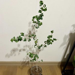 ベンジャミン・バロック,ベンジャミン,フィカス・ベンジャミン・バロック,観葉植物,植え替えの画像