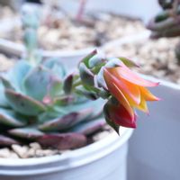 多肉植物,多肉男子,名前は不明,リビング・ダイニングの画像