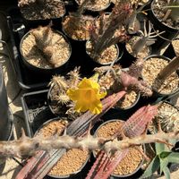 パキポディウム・ホロンベンセ,ユーフォルビア・ラザフィン,塊根植物の画像