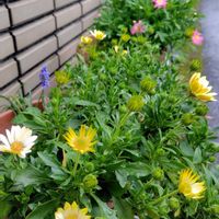 マーガレット,ムスカリ,オステオスペルマム,ミニダリア,キララの画像